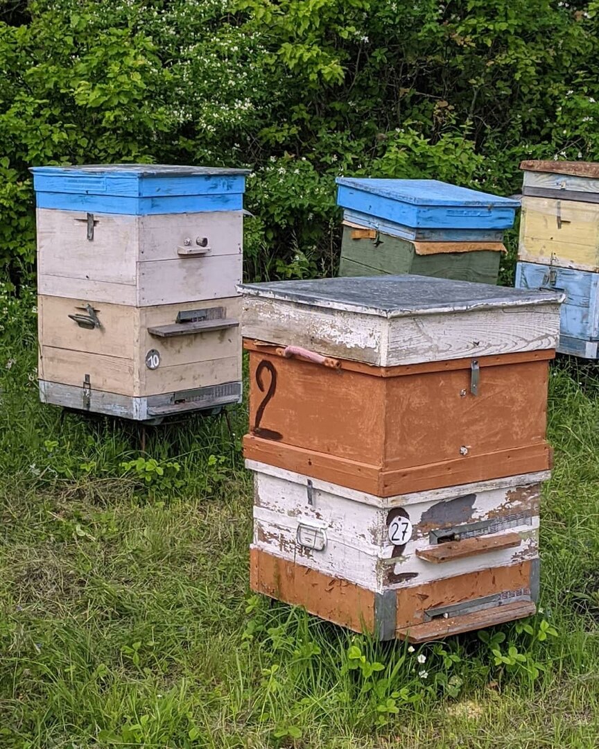 Фото с пасеки