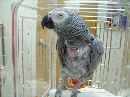 Психологические проблемы и повышенная агрессивность