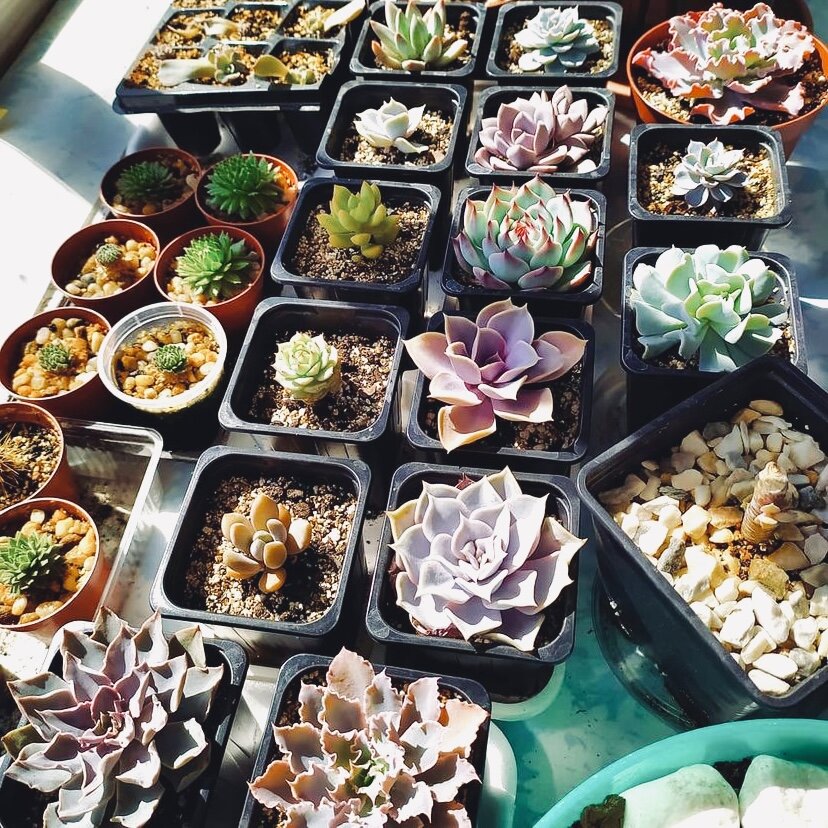 Сукууленты