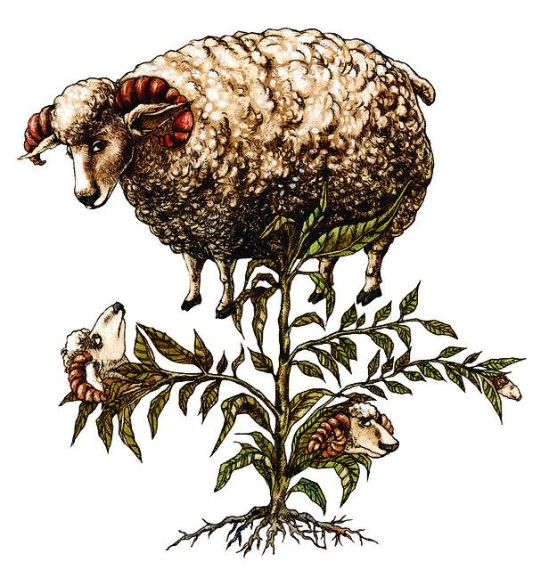 Баранец. В современной ботанике этим термином называется нормальное растение, а в древности - вот такое.