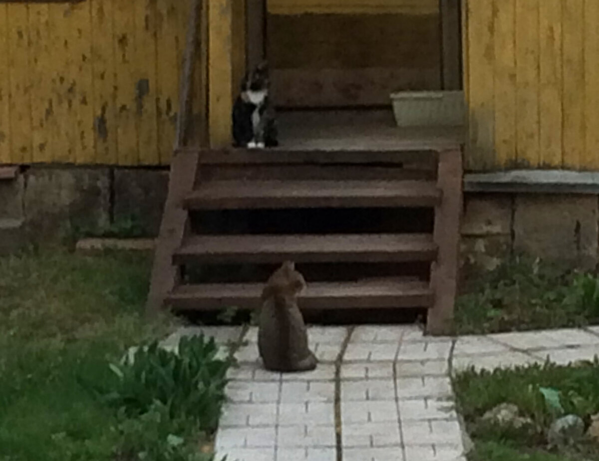 Брюс пришёл к Васе. Фото плохого качества, т.к. вечером снимала. Фото автора