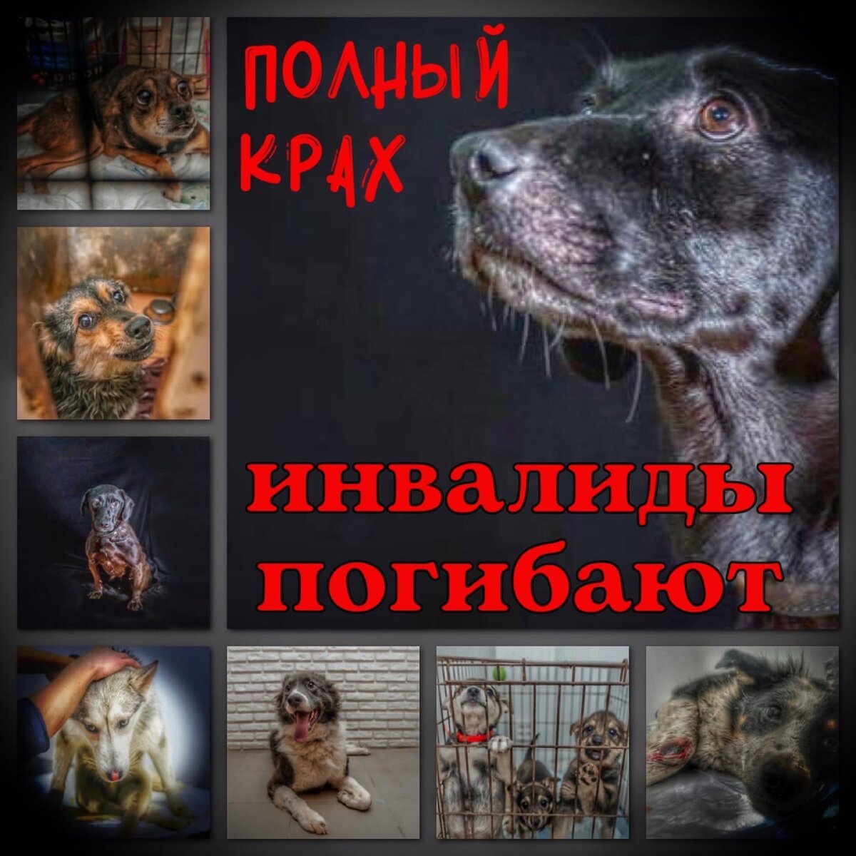 Приют Омские Хвостики