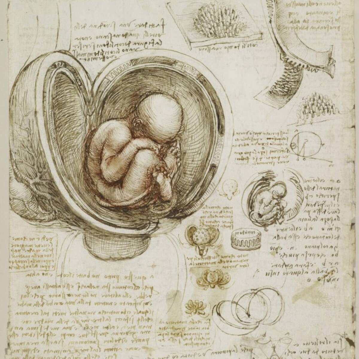 Леонардо да Винчи. Анатомическая зарисовка