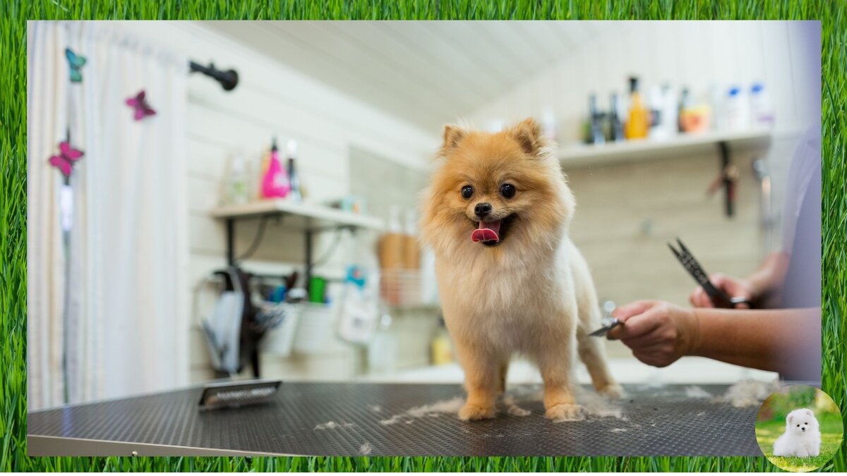 груминг померанского шпица