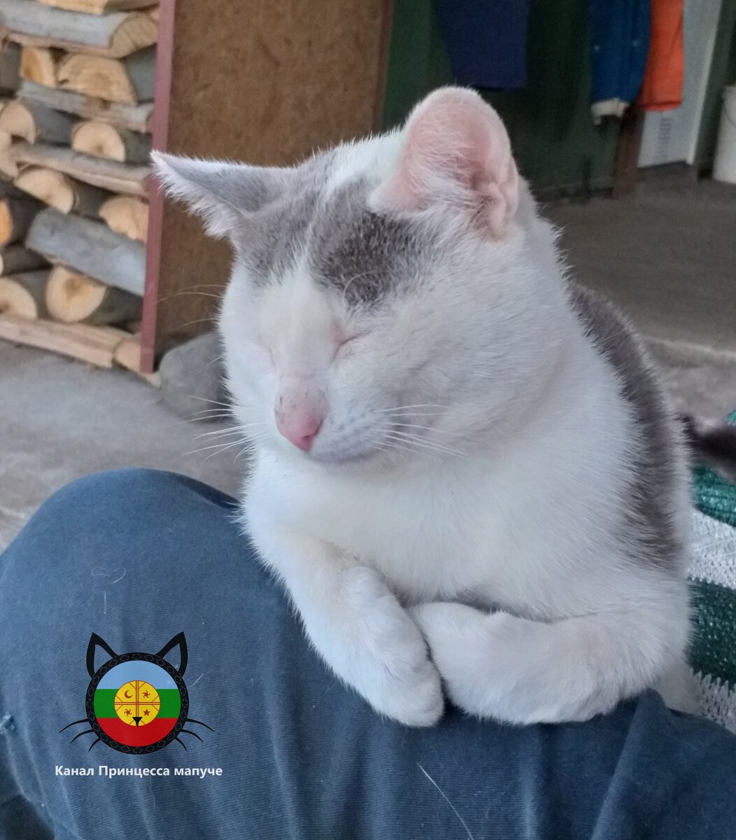 Чуга - всеобщий любимец