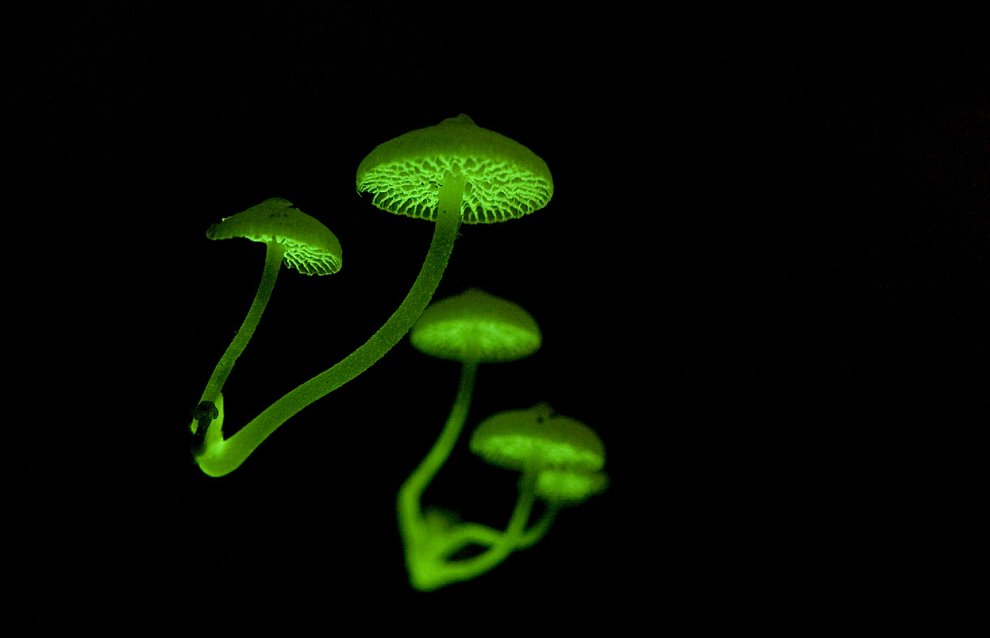 Poromycena manipularis. maxpark.com