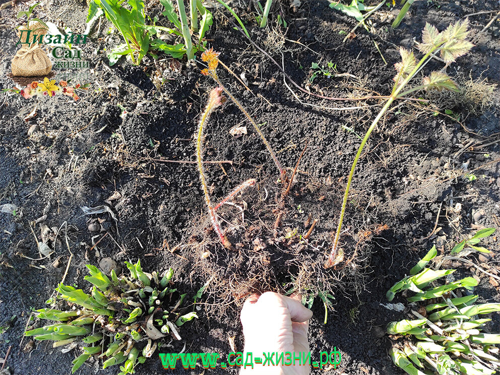 Деление астильбы весной