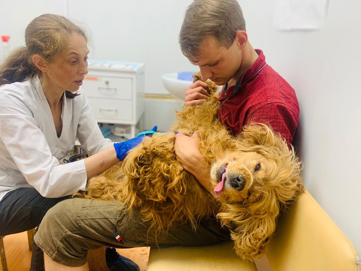 Приют Омские Хвостики