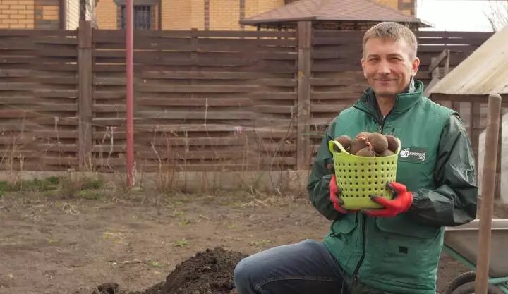 посадка картофеля на дачном участке.