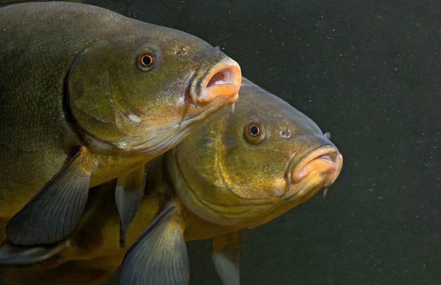 [caption id="attachment_16699" align="aligncenter" width="895"] привадить линя[/caption]