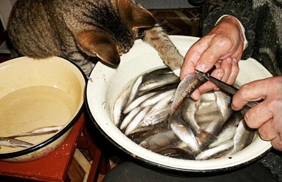 Бывший муж рыба. Чистка рыбы. Чистка рыбы смешные. Кот чистит рыбу. Папа чистит рыбу.