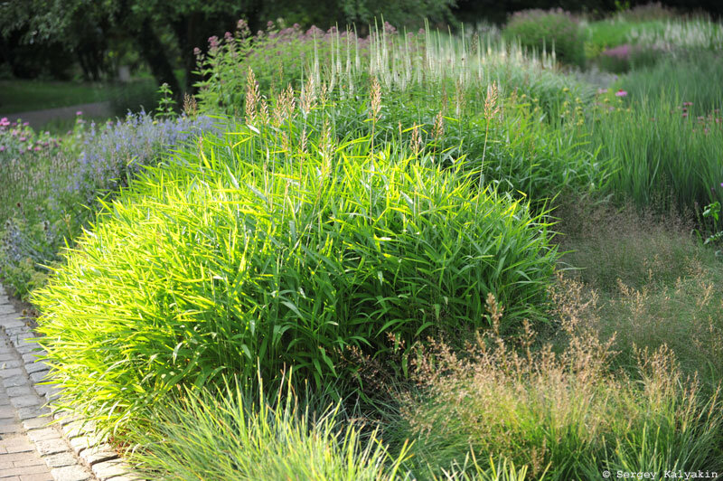 Взрослый куст сподиопогона сибирского