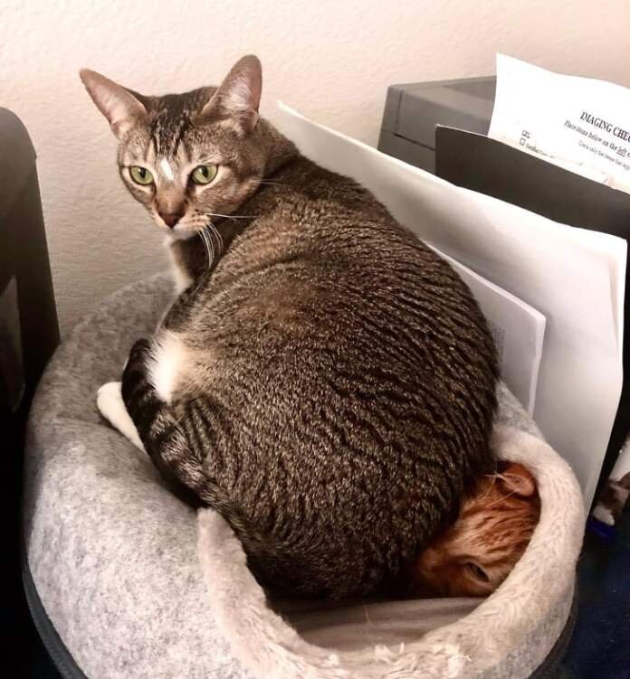 Коша села на рыжика. Источник фото: https://bezkota.ru/ochen-ploxie-malchiki-i-devochki-koshki-i-sobaki-kotorye-vedut-sebya-derzko-20-foto/