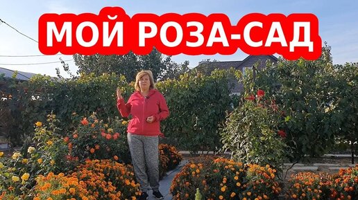 Мой роза сад, розарий, любимые цветы. Где купить саженцы роз