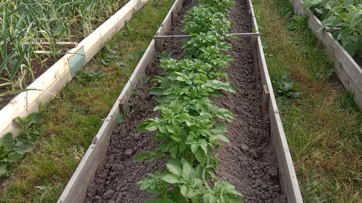 Эти грядочки у меня окантованы в прошлом году. В этом году эту работу продолжаю