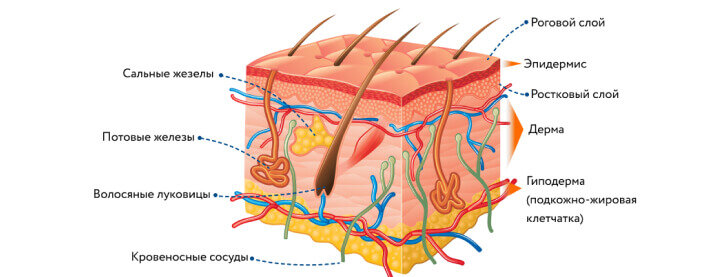 Строение кожи.8