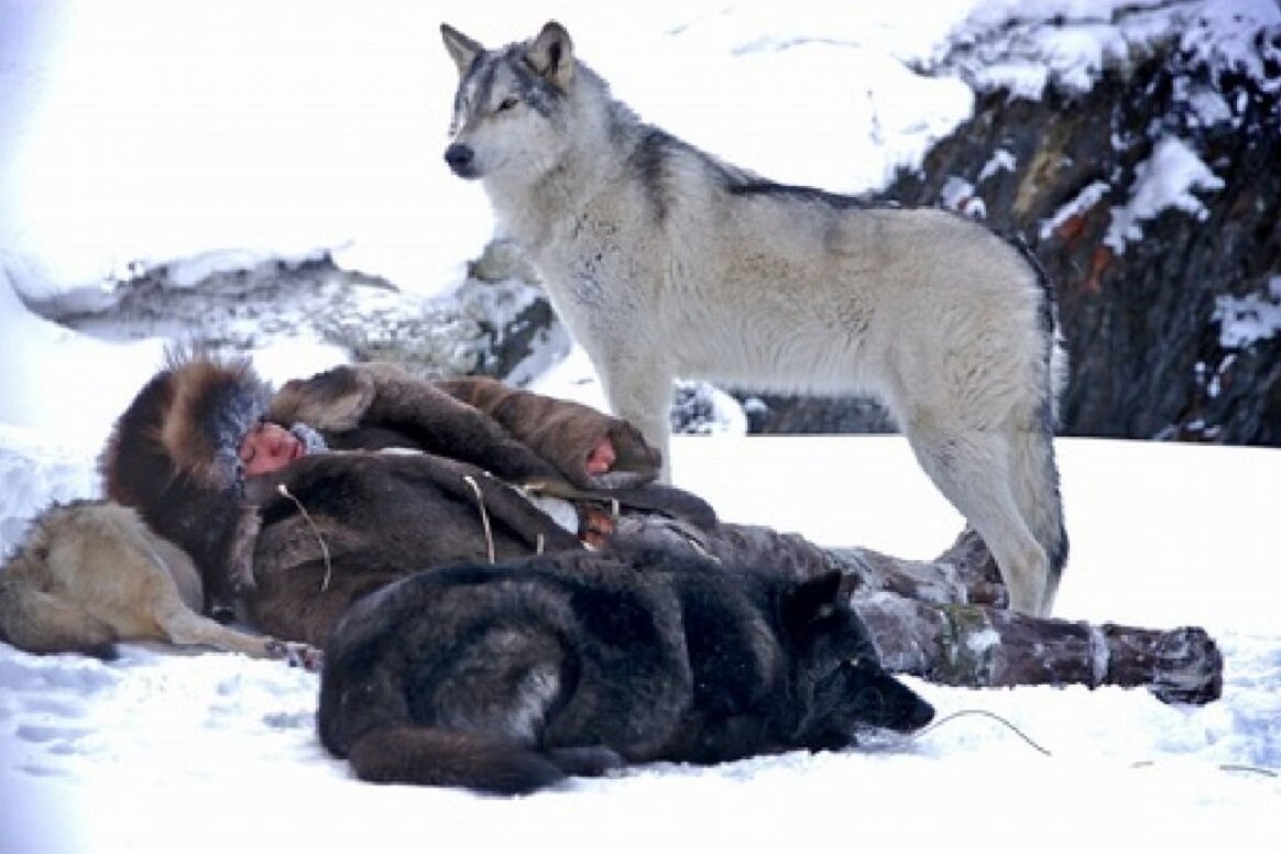 Эти приключенческие фильмы я смотрел не отрываясь - хорошее кино ...