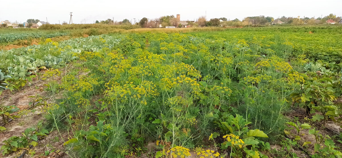 Кто-то пытается вырастить укроп и не может, а мы не можем его искоренить чтоб сам не рос:)