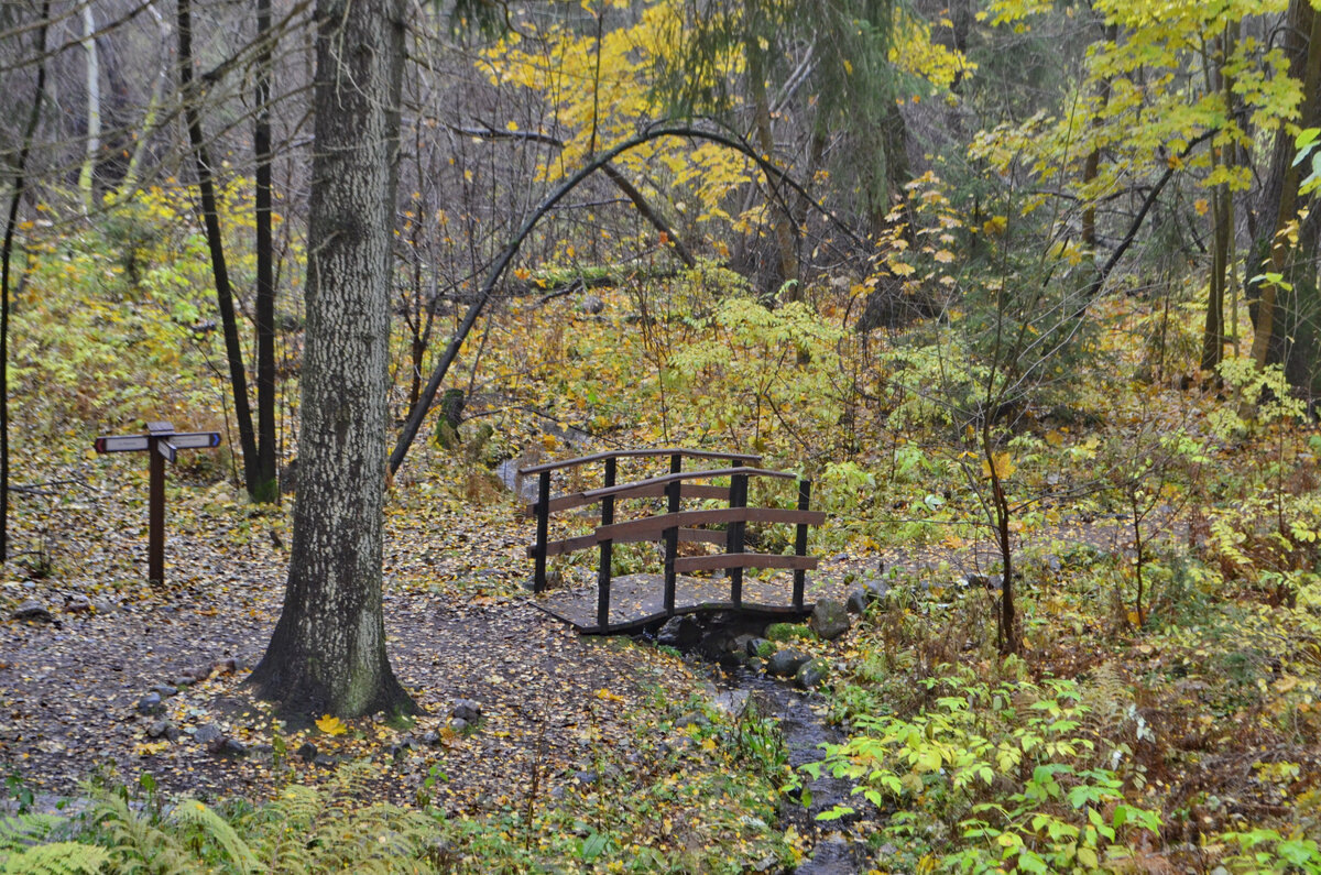 Красоты Комаровского берега