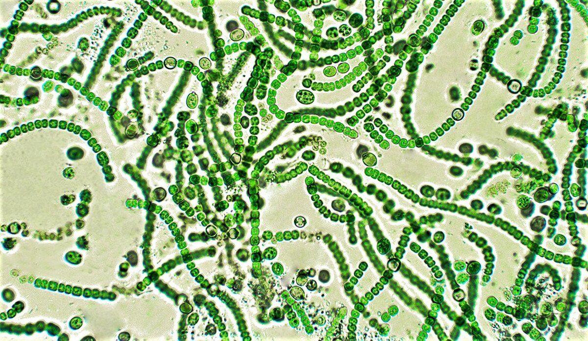 Цианобактерии порядка Ностоковые (Nostocales)