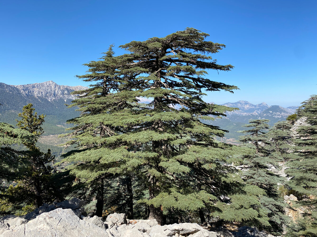 Кедр ливанский (Cedrus libanii var. stenocoma)