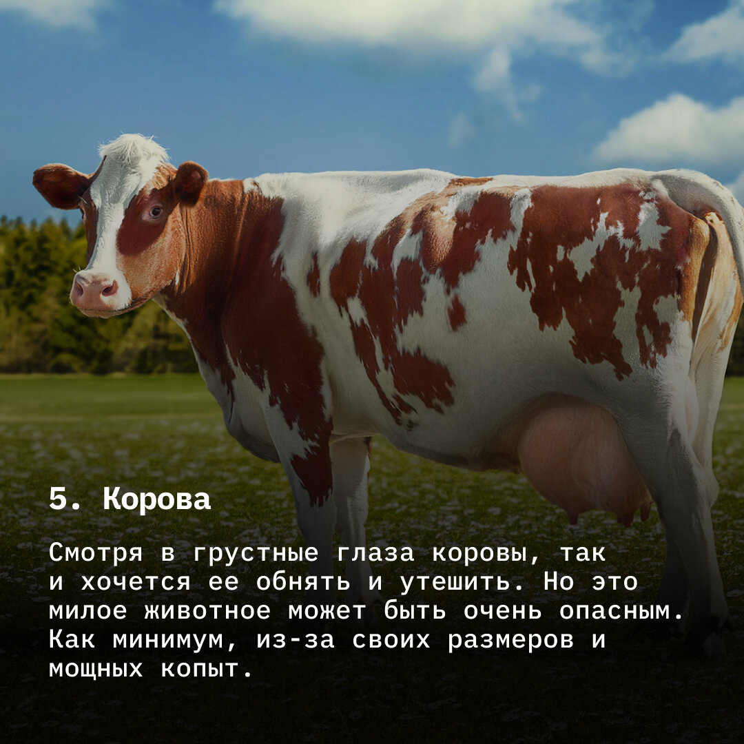 Ужасно милые: 6 чрезвычайно опасных животных, по виду которых этого не  скажешь | TechInsider | Дзен