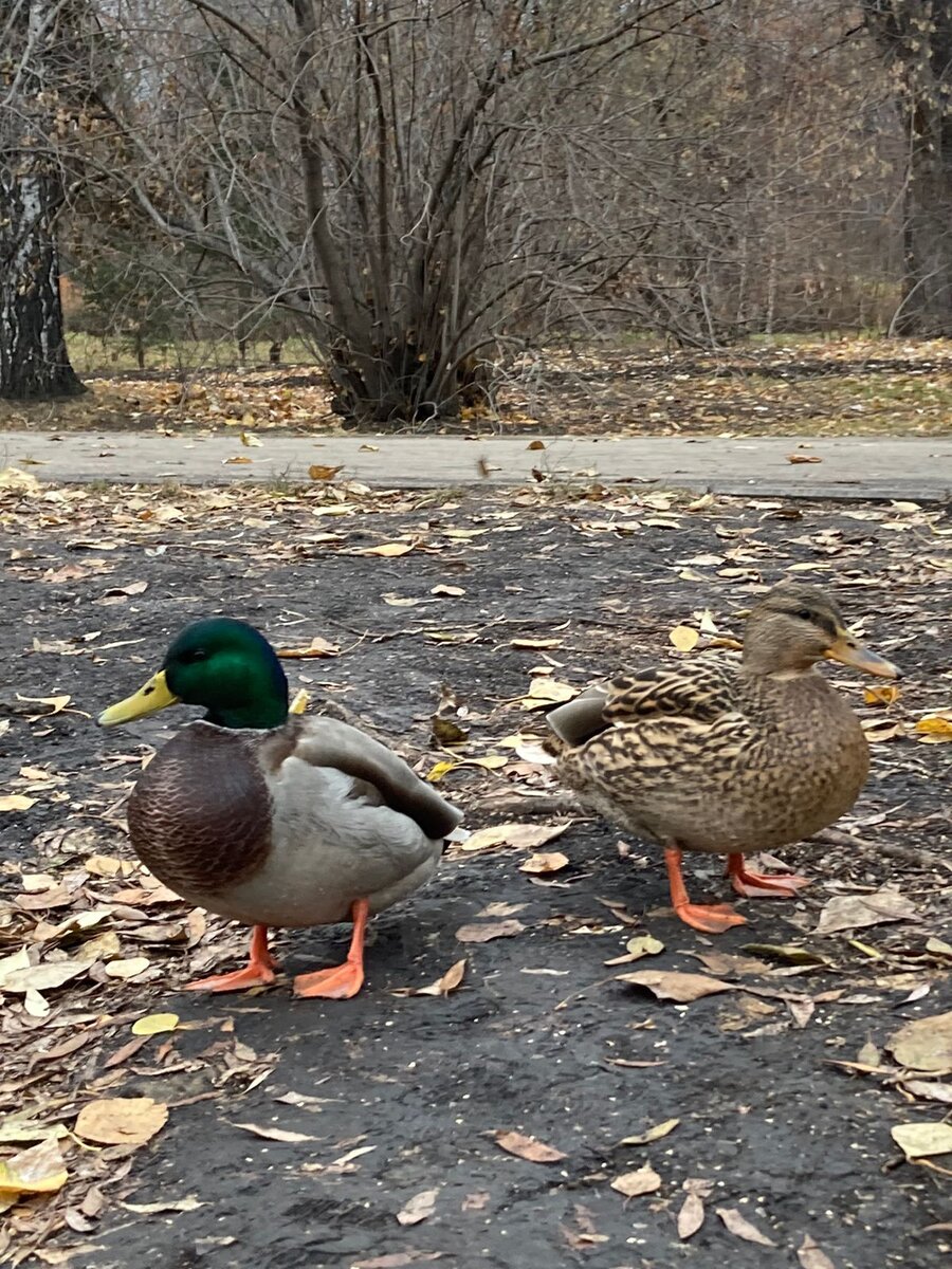 Это пару дней назад, дочка гулять ходила, сфотографировала. А сегодня у нас снег. 
