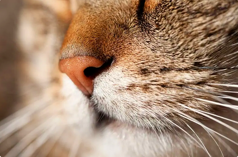 Почему у кошки мокрый нос? | КотоВедение | Дзен