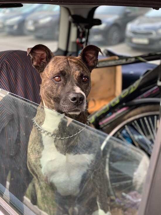 Если планируется длительная поездка, то он едет с нами.