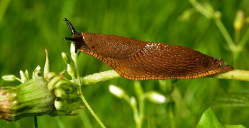 Испанский слизень. Фото moskvichmag.ru