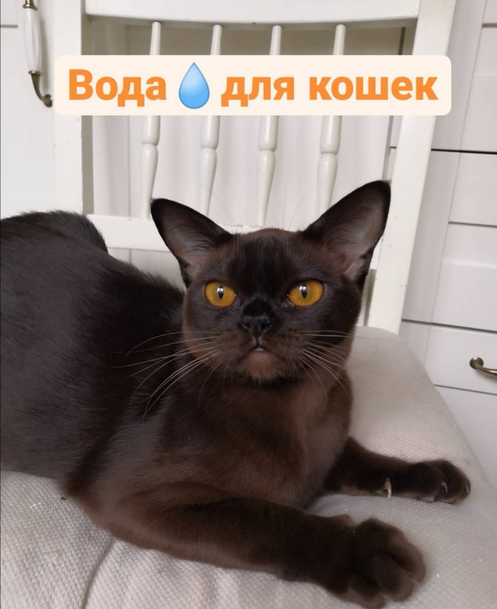 Организм кошек на 65% состоит из жидкости. В рационе домашнего питомца обязательно должна быть  вкусная и качественная вода. Какую воду лучше пить кошкам Водопроводная вода часто несет в себе хлор и другие примеси, у нас она на столько плохая, что даже в готовку ее не использую. Кипяченая вода- под действием температур повышается концентрация солей, выпадает жесткий осадок- тоже нельзя!
.
Лучший вариант для животного – мягкая природная вода из питьевых источников (бутылированая). В такой воде содержаться полезные микроэлементы для организма.

В качестве альтернативы можно давать кошке фильтрованную или перемороженную воду.