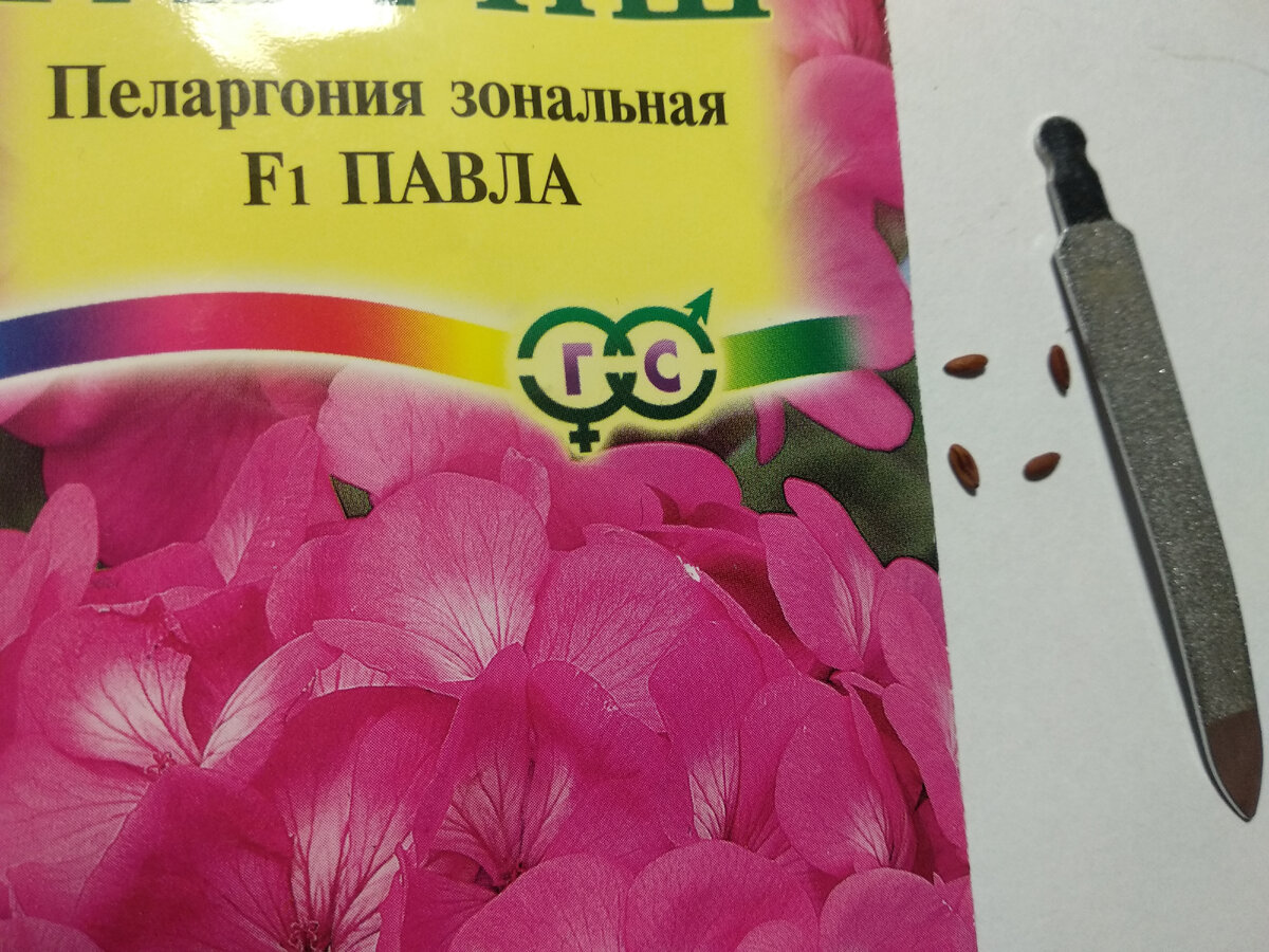 Пилкой делаю скарификацию семян. Фото авторв