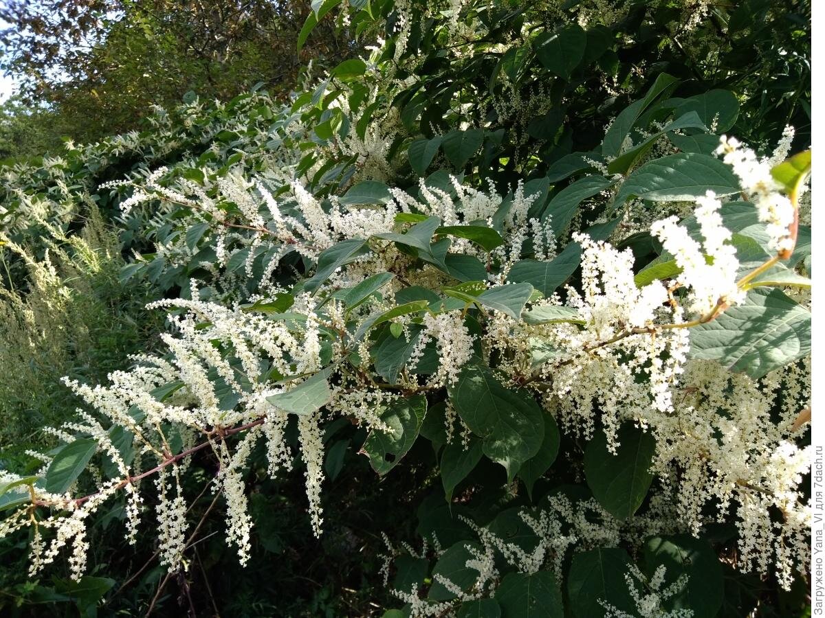 Гречиха дерево. Сахалинский горец (polygonum sachalinense). рейнутрия сахалинская гречиха reynoutria. горец сахалинская гречиха. горец сахалинский бамбук сибирский.