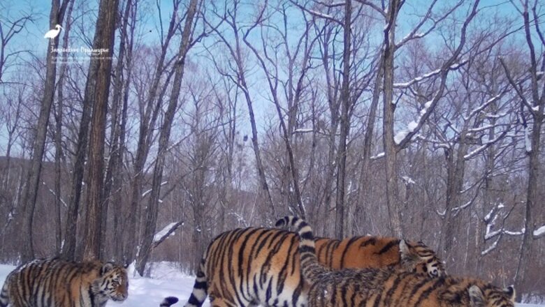 Фото: ФГБУ “Заповедное Приамурье”