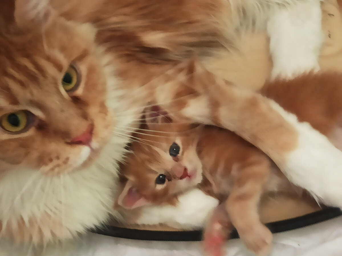 Но как можно их не лечить?)