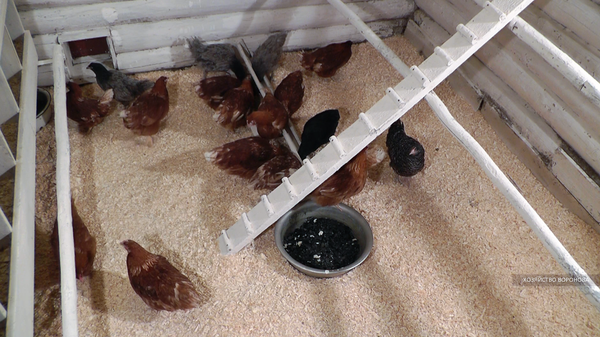 куры в курятнике
