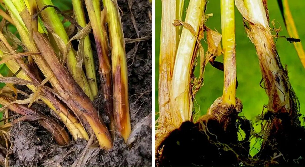 Слева - фузариозная прикорневая гниль, справа - ризоктониозная прикорневая гниль