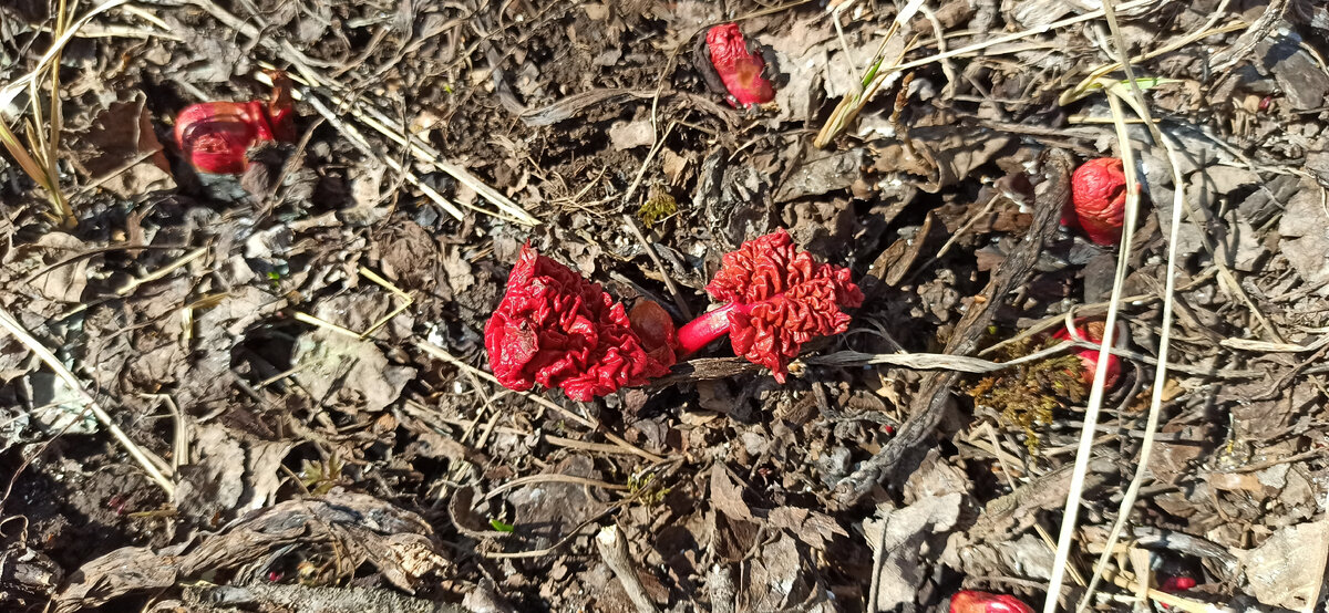 Фото автора. Ревень прорастает