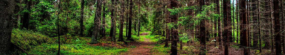 Клещи - обитатели леса. Они живут в лесной подстилке, образованной опавшими листьями и травой. 