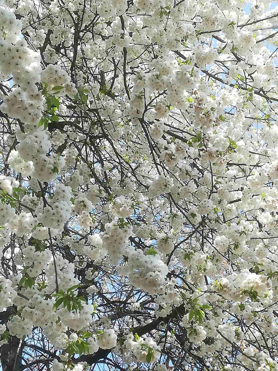 Весна, отличное на троение, деревья цветут 🌳 