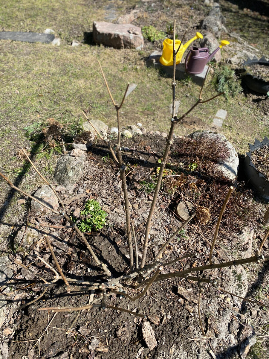 У моих 3 гортензий ещё нет почек совсем. Потихоньку начинает просыпаться спирея японская. Но я ее хорошо обрезала осенью 