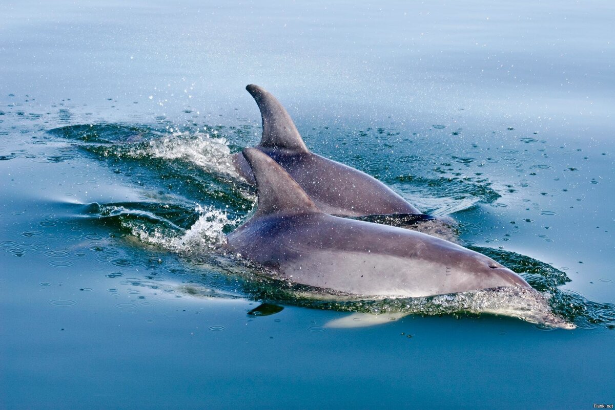 Афалина бутылконос Мальдивы. Whales and Dolphins Premium тема. Дальневосточный бутылконос. Дельфины под водой у поверхности. Скорость дельфина в воде
