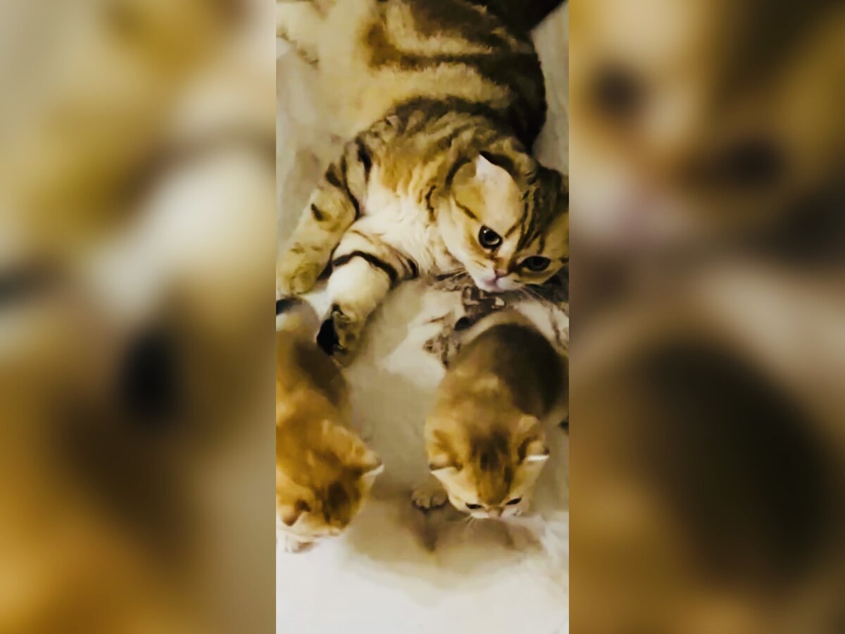 Скрин автора из открытого источника Телеграм