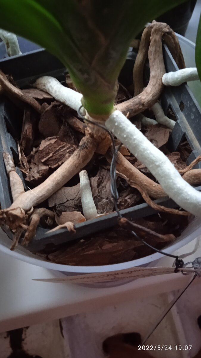 ВОТ ТАКИМ СПОСОБОМ ПОСАЖЕНА ВАНДА