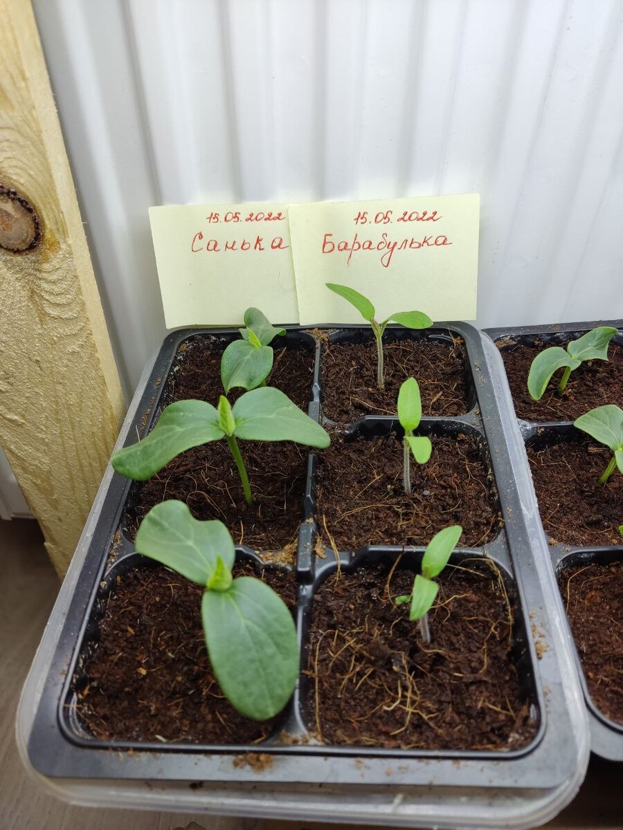 На фото рассада которой всего 9 дней от посадки семечки.