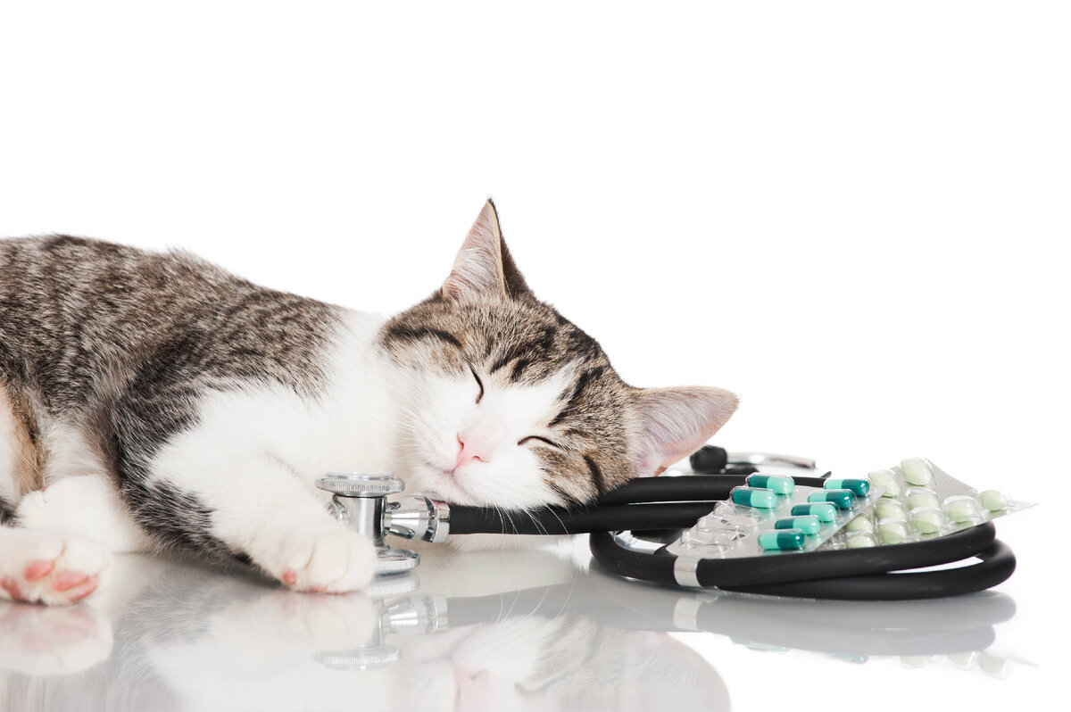 Чтобы сохранить здоровье кошки-аллергика, потребуются не только специализированные корма и средства ухода, но и особый наполнитель для лотка, ведь аллергическая реакция может быть спровоцирована любым продуктом, с которым контактирует питомец.