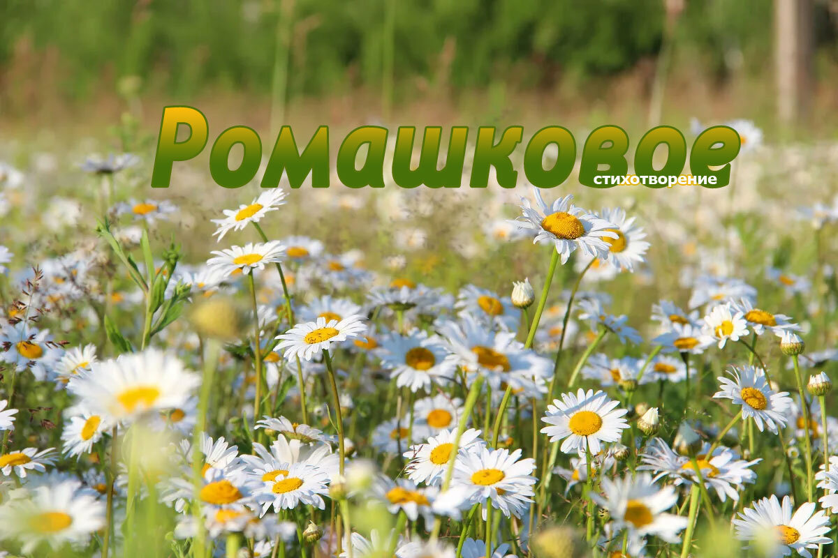 Ромашковое настроение