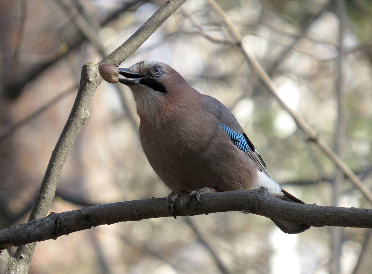 Сойка и синица. Сойка хохлатая птица. Garrulus lanceolatus гималайская Сойка. Черноголовая Сойка. Птица похожая на сойку но крупнее.