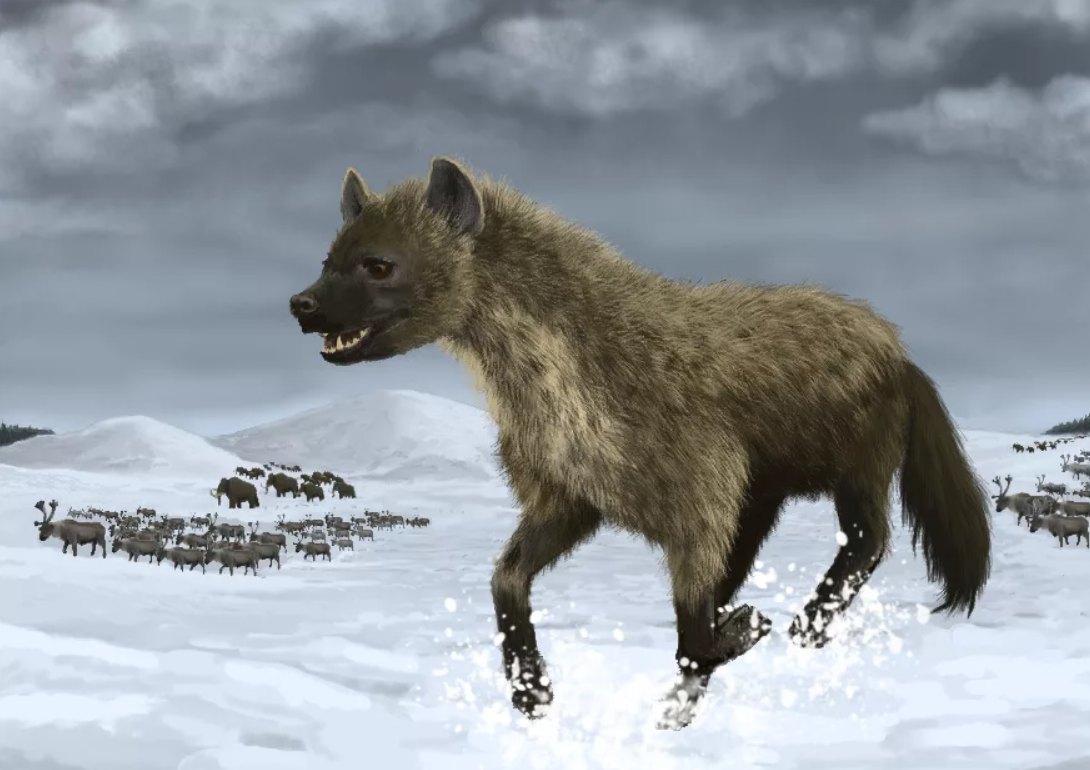 Пещерная гиена: ОПГ из ледникового периода. Время, когда гогочущие хищники держали в страхе почти всю Евразию3