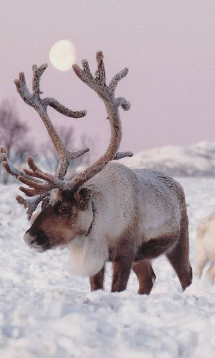 УФ-излучение может повредить сетчатку глаз. Чтобы не «слепнуть» — защита от ультрафиолета и способность воспринимать его очень кстати для обитающих в Арктике животных. Поэтому олени способны воспринимать волны вплоть до 320-350 нм.
